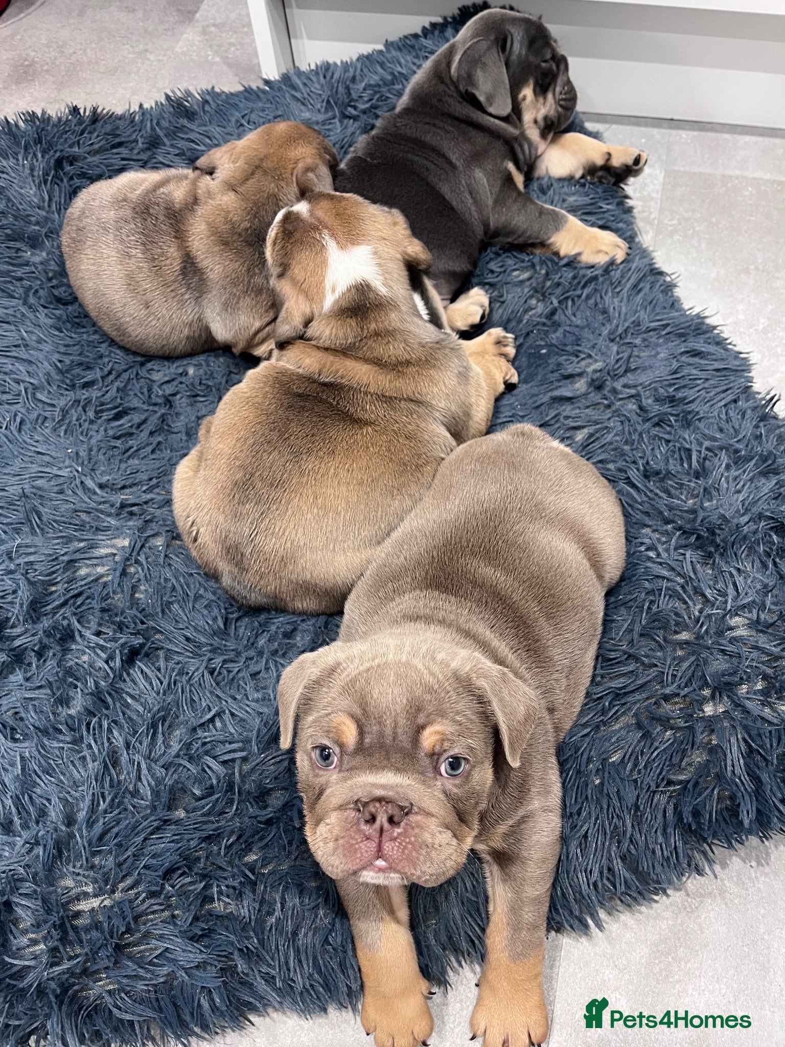 English Bulldog dogs Blue Sable & Tan Female English Bulldog - Advert 14