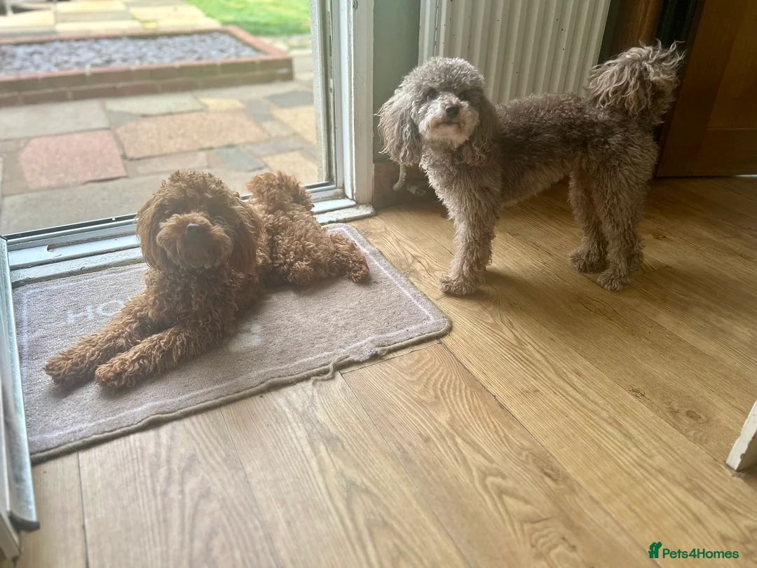 Toy Poodle dogs for stud: Kc health tested fox red Toy poodle for stud  - Advert 19