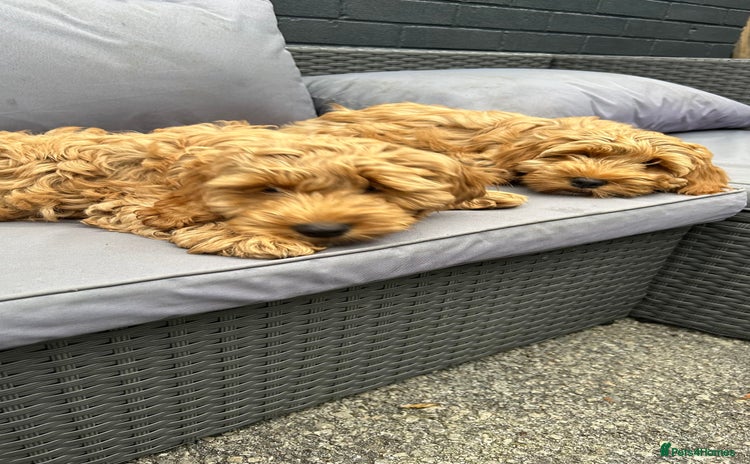 Cockapoo dogs in Chesterfield - Advert 1