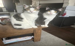 Mixed Breed cats for sale: 15 month old sisters  - Image 4