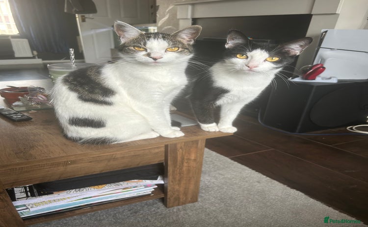 Mixed Breed cats - Advert 12