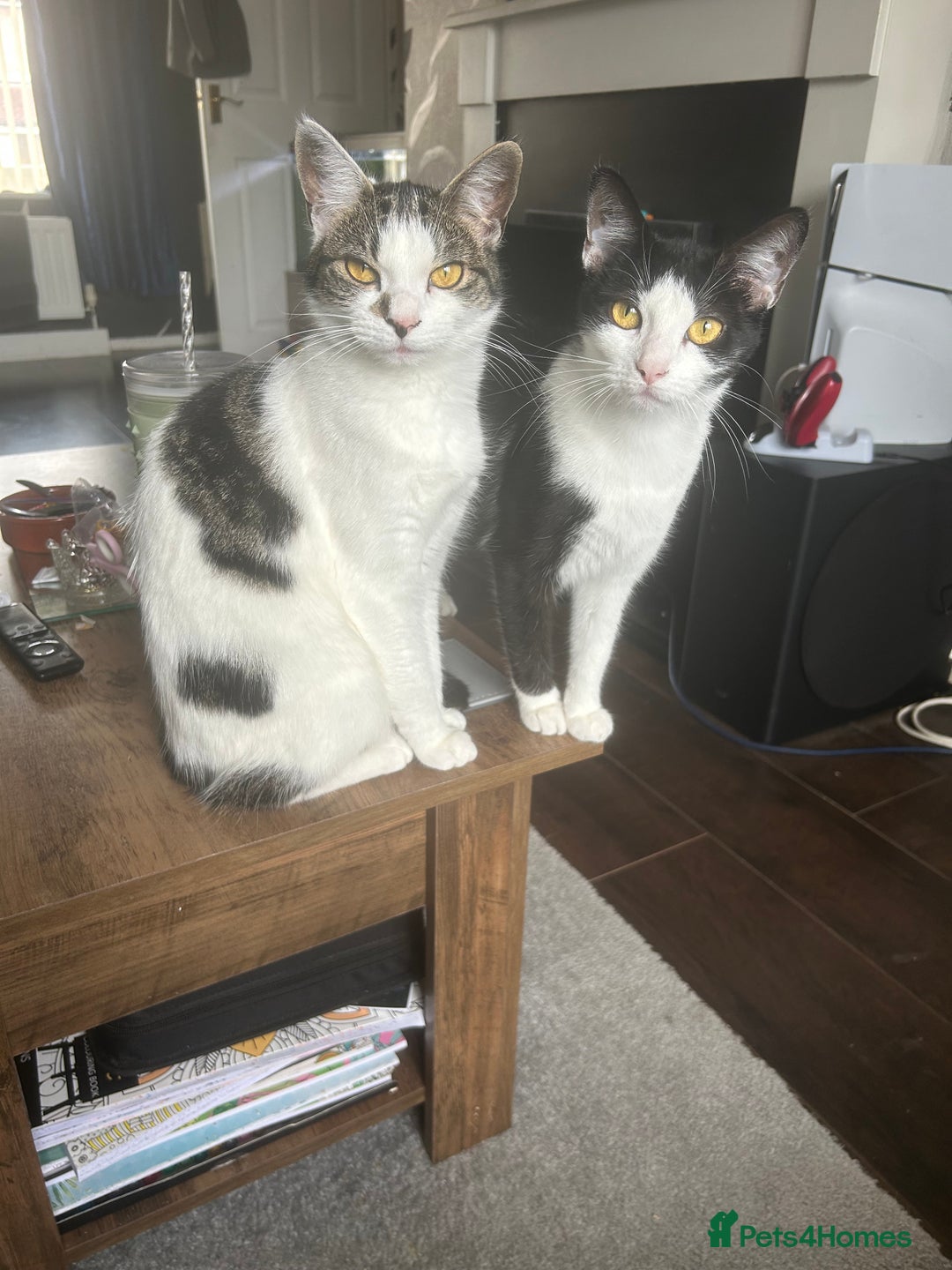 Mixed Breed cats for sale: 15 month old sisters  - Image 4