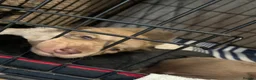 Mixed Breed dogs for sale: Collie mix pups in Gloucester - Advert 37