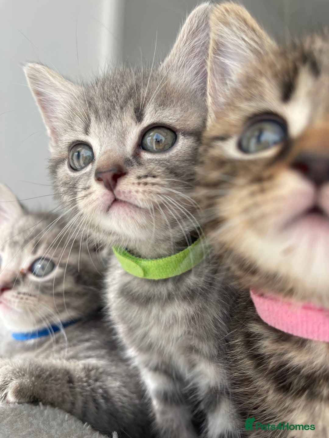 British Shorthair cats for sale: Beautiful kittens❤️ - Image 11