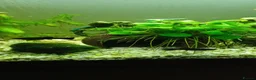 Mollies fish for sale: Black Molly fish  in Goole - Advert 3