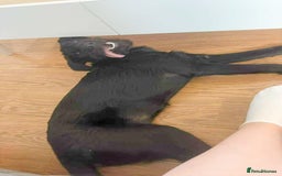 Mixed Breed dogs for adoption: DOLLY - Really Wants a Canine Buddy! - Image 12