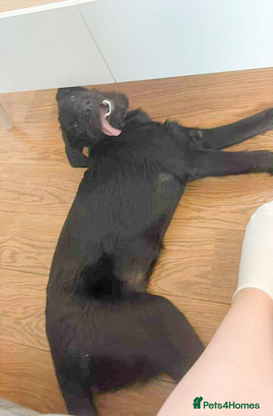 Mixed Breed dogs for adoption: DOLLY - Really Wants a Canine Buddy! - Image 12