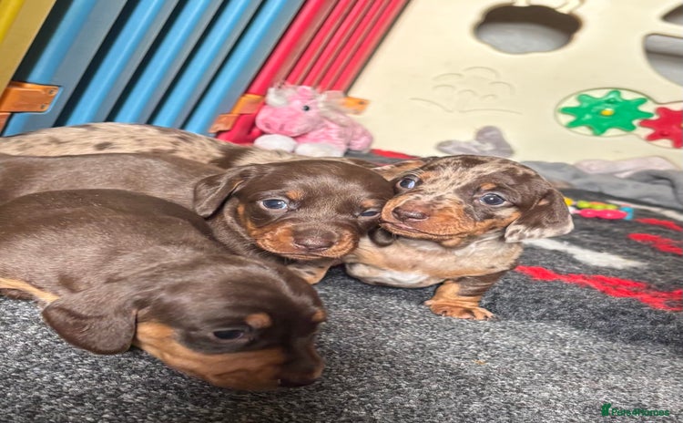 Miniature Dachshund dogs - Advert 1