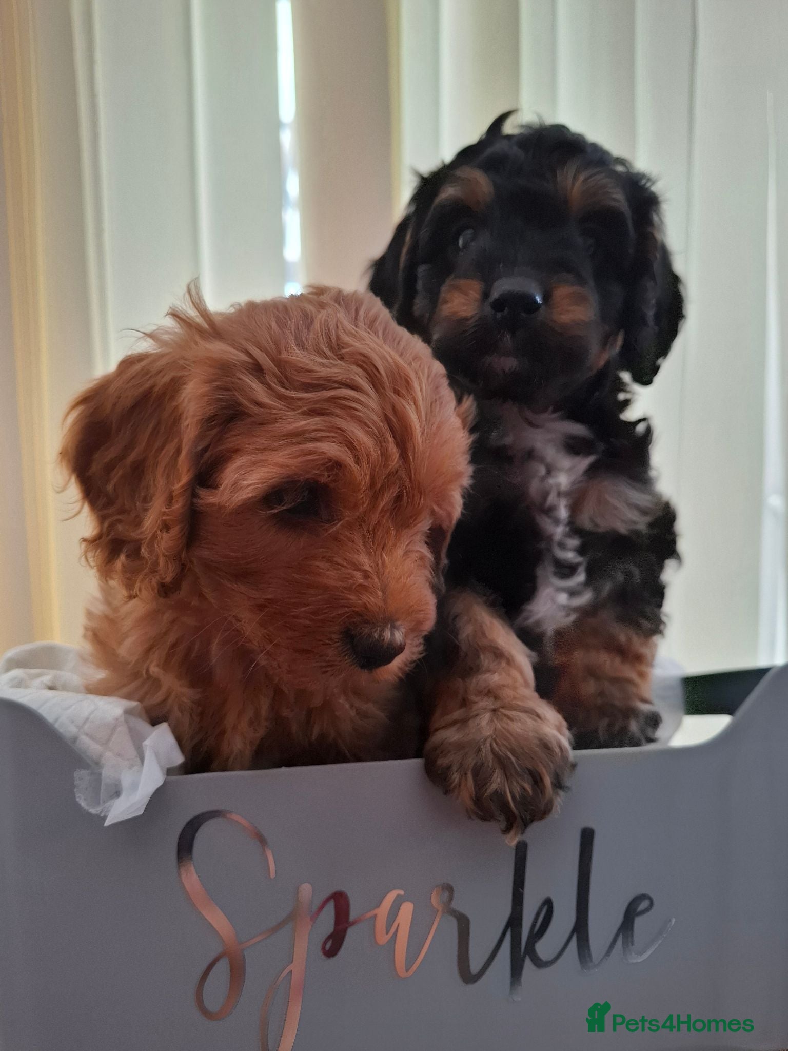 Cavapoo dogs 2 LEFT!! 4 Weeks free insurance  - Advert 2