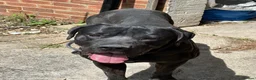 Cane Corso dogs for stud: Panther - Advert 3