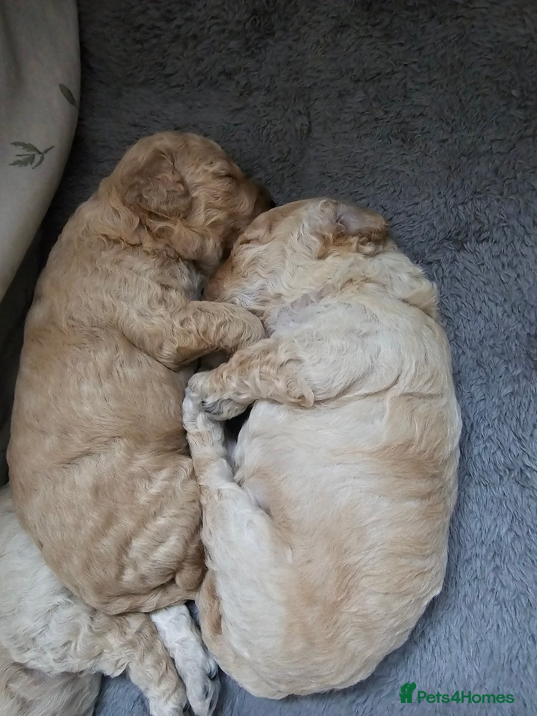 Toy Poodle dogs for sale: Beautiful toy/miniature poodle puppies. - Advert 3