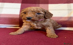 Labradoodle dogs for sale: Adorable Miniature Labradoodle F1bb Puppies🤩 - Image 5