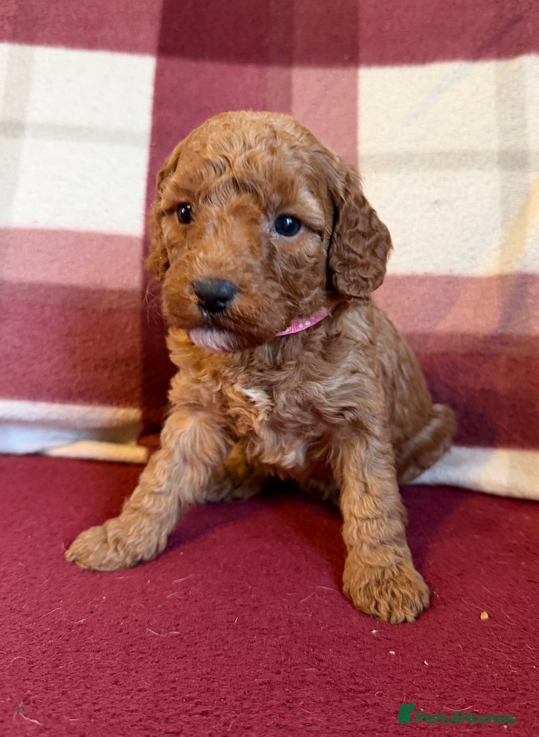 Labradoodle dogs for sale: Adorable Miniature Labradoodle F1bb Puppies🤩 - Image 5