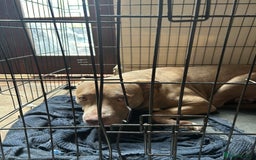 Mixed Breed dogs for sale: Dog Looking to be rehomed - Image 4