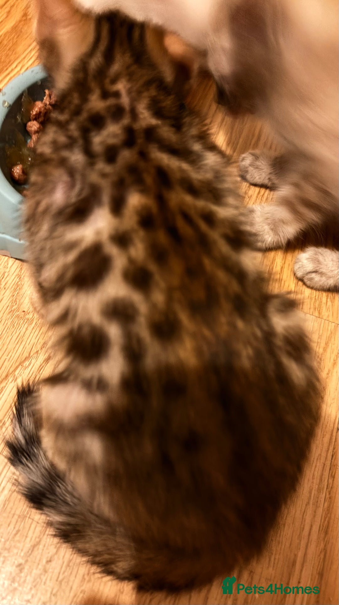 Bengal cats for sale: 1 Pedigree Brown Bengal x Snow Lynx Bengal - Image 2