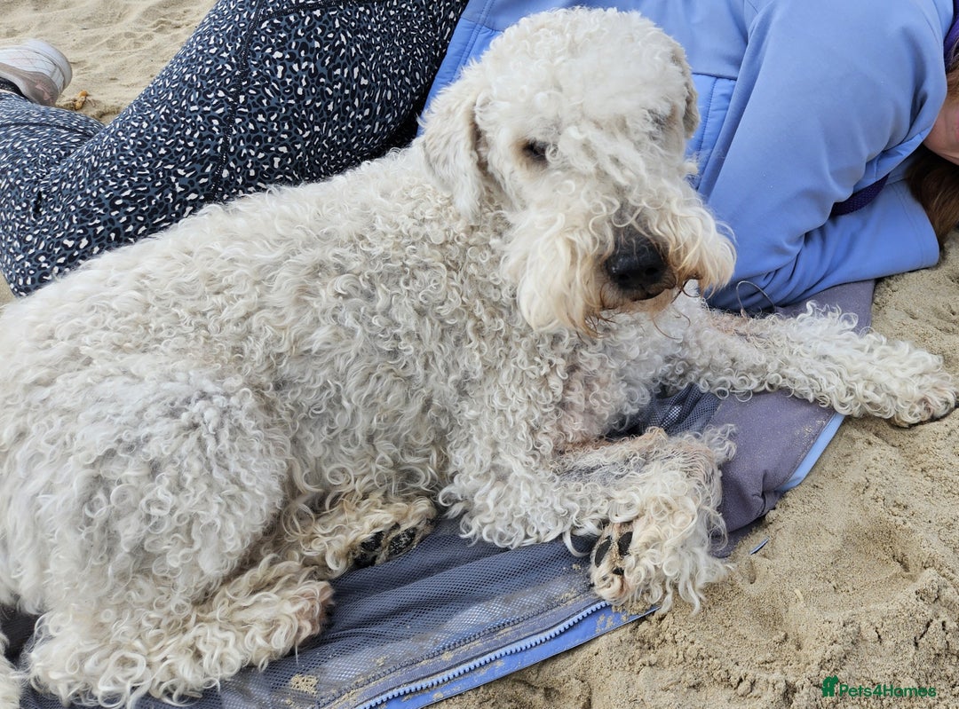 Soft Coated Wheaten Terrier dogs for sale: Wheaten Terrier - 5 years old - Advert 3
