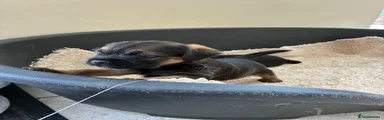 Border Terrier 1