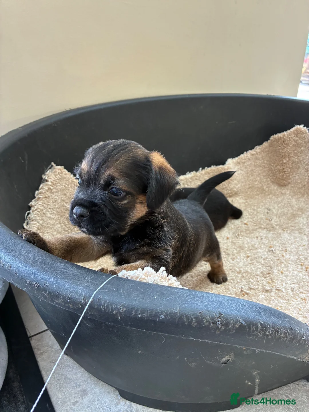 Border Terrier dogs for sale: Beautiful blue and tans Borders  in Doncaster - Advert 6