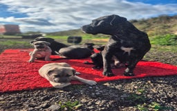 Cane Corso dogs for sale: Class Corsos  - Advert 14