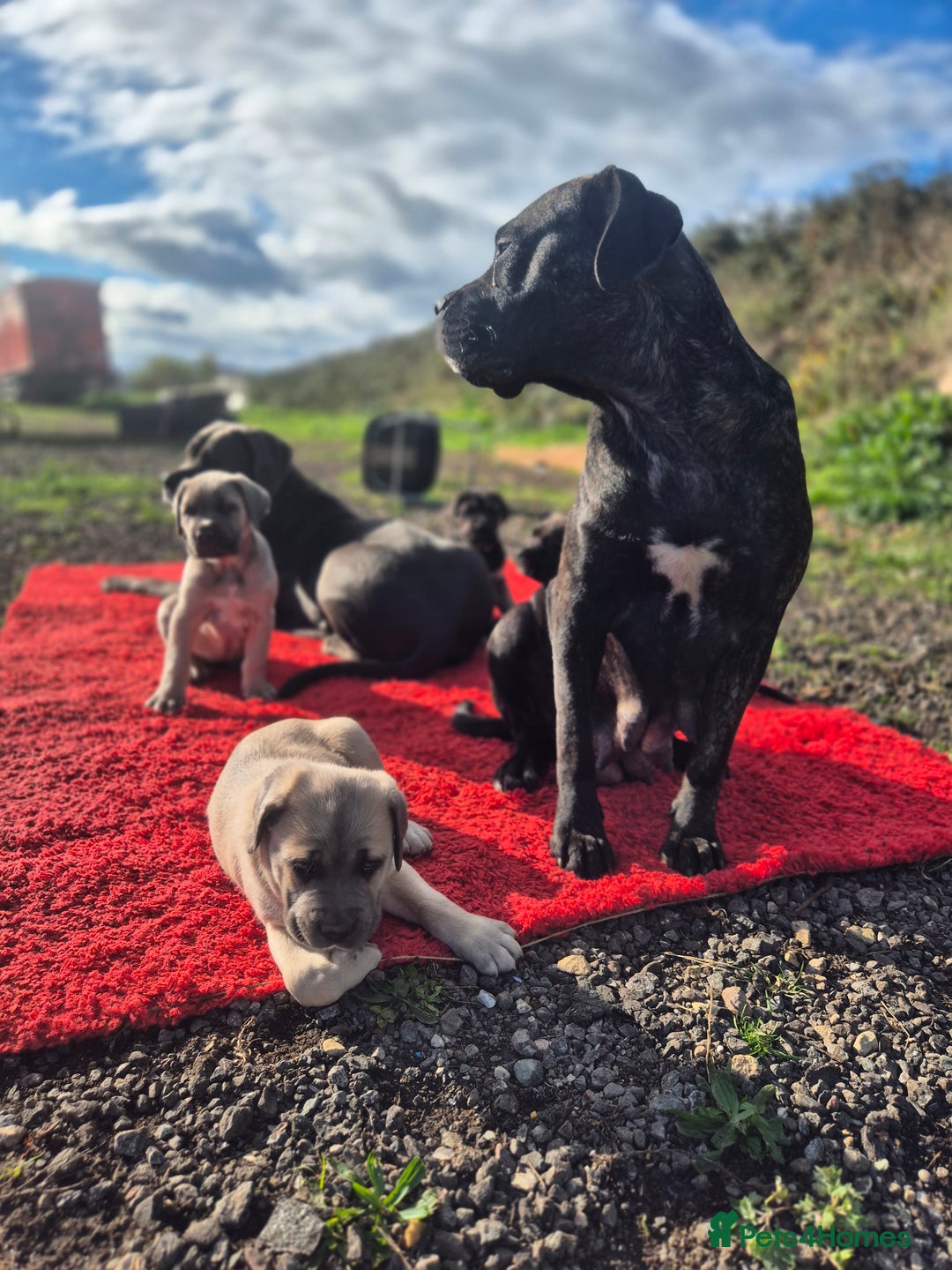 Cane Corso dogs for sale: Class Corsos  - Advert 14