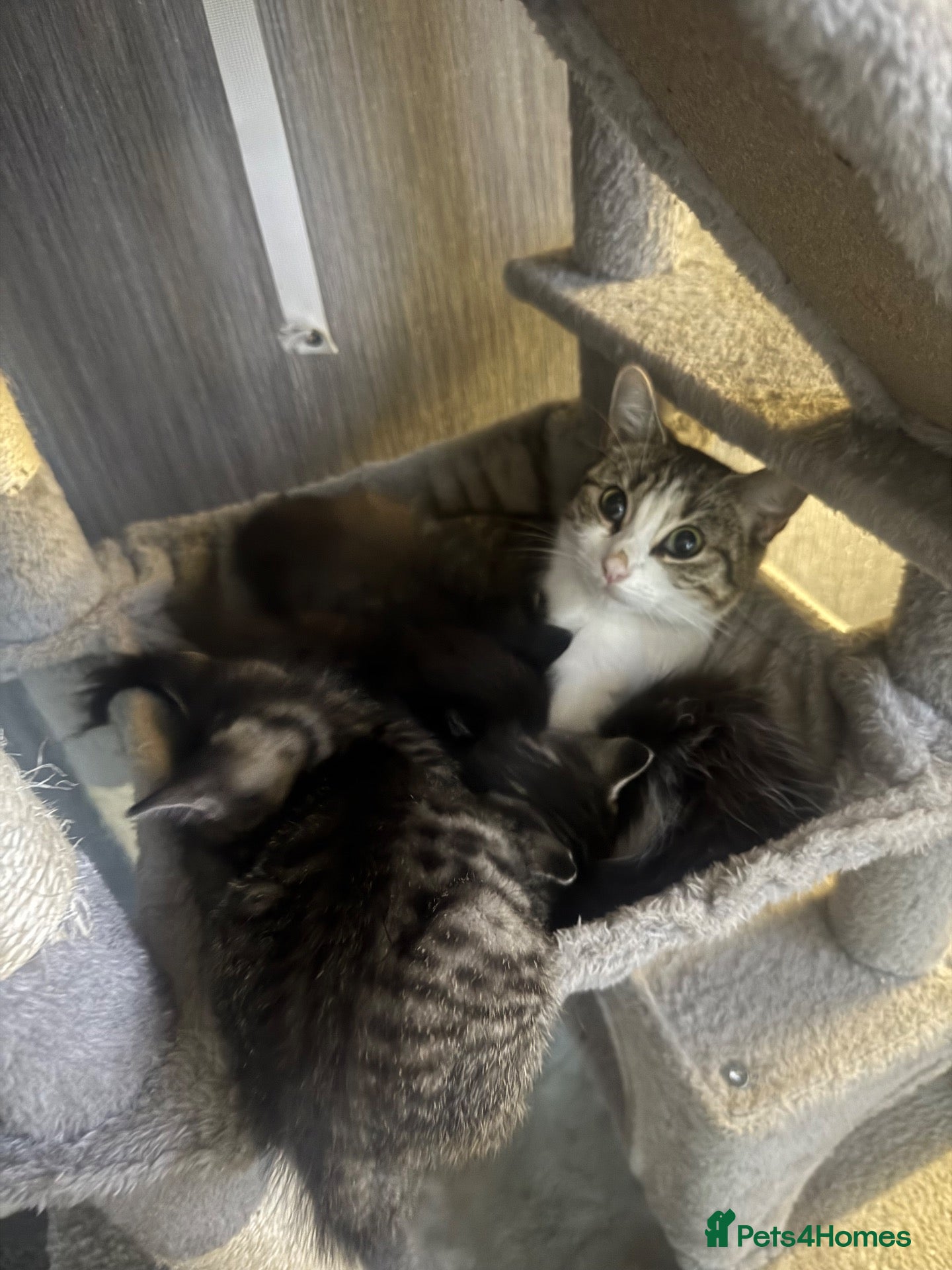 Mixed Breed cats 6 beautiful kittens for sale  - Advert 5