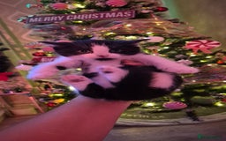 Mixed Breed cats for sale: Beautiful kittens 🐾 - Image 14