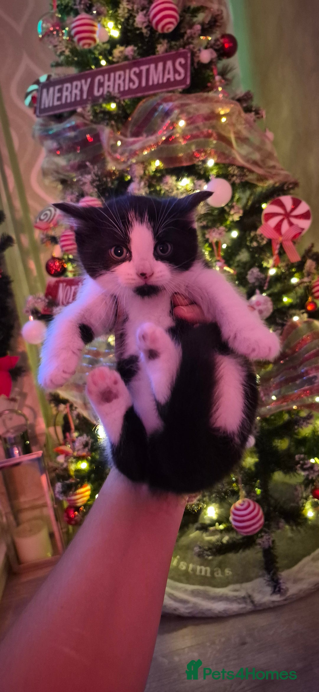 Mixed Breed cats for sale: Beautiful kittens 🐾 - Image 14