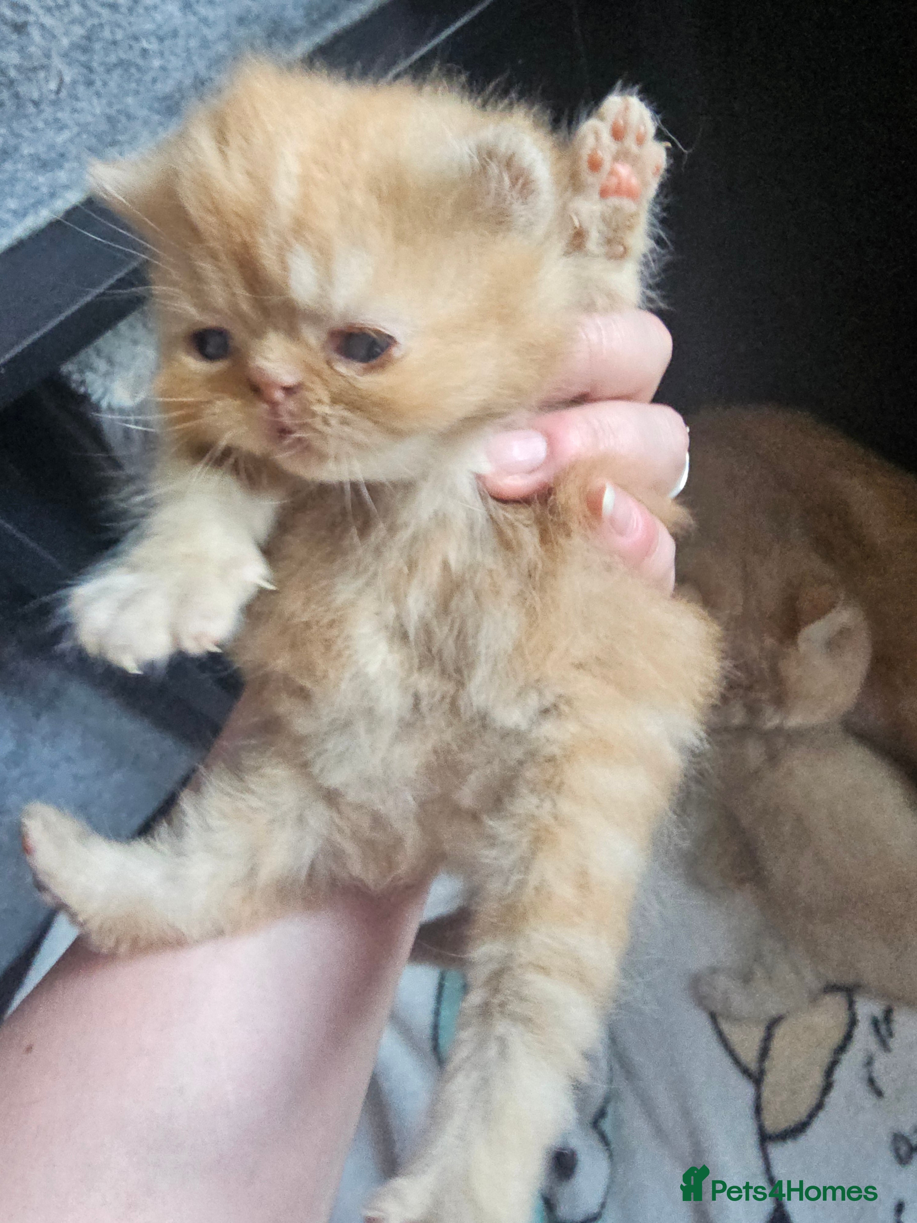 Exotic cats Full pedigree exotic kittens - Advert 2