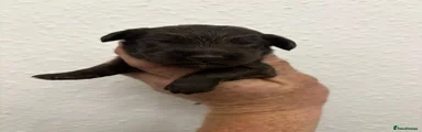 Cockapoo Puppy 1
