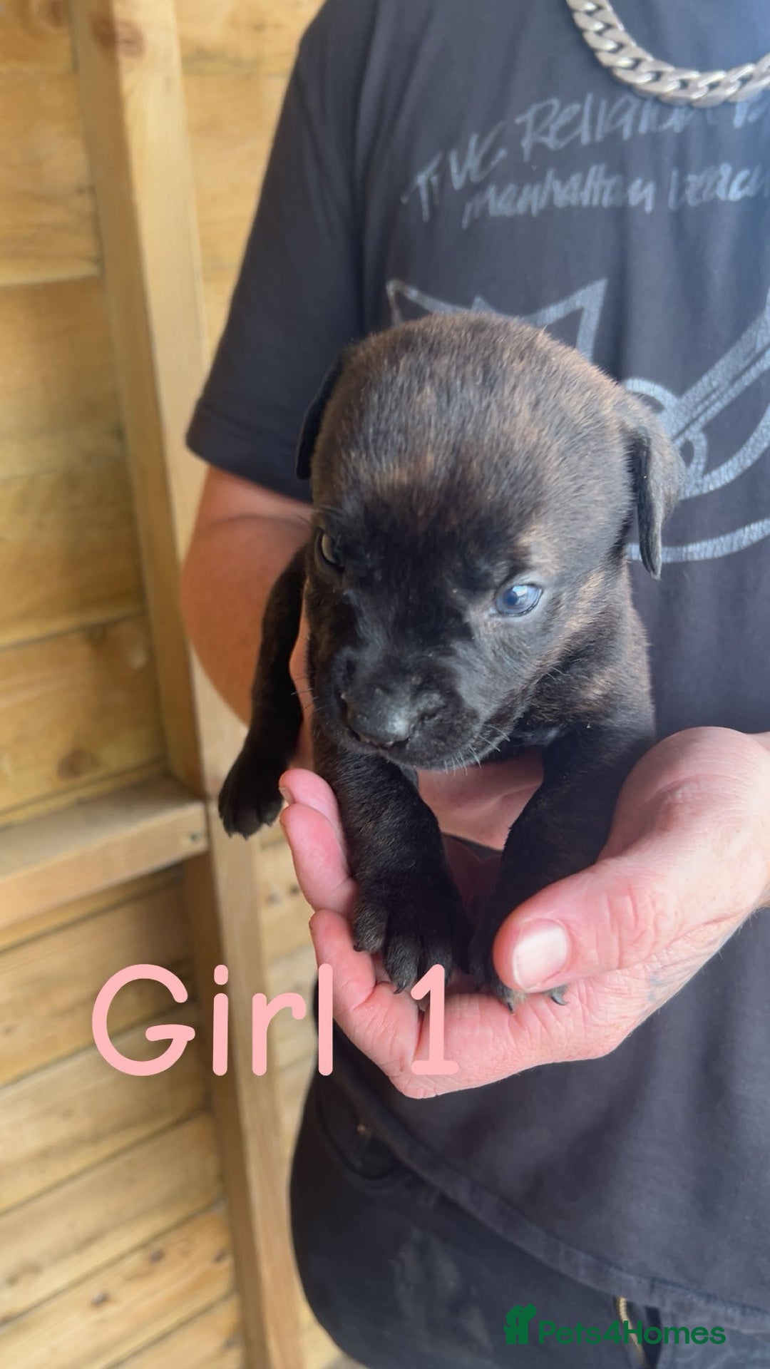 Presa Canario dogs for sale: Presa Canario  - Image 3