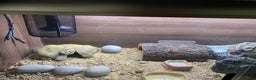Leopard Gecko reptiles for sale: Leopard geeko and full set up  - Advert 5