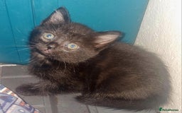 British Shorthair cats for sale: 8 week old kittens - Image 5