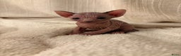Sphynx cats for sale: Two beautiful male Sphynx kittens  - Advert 11