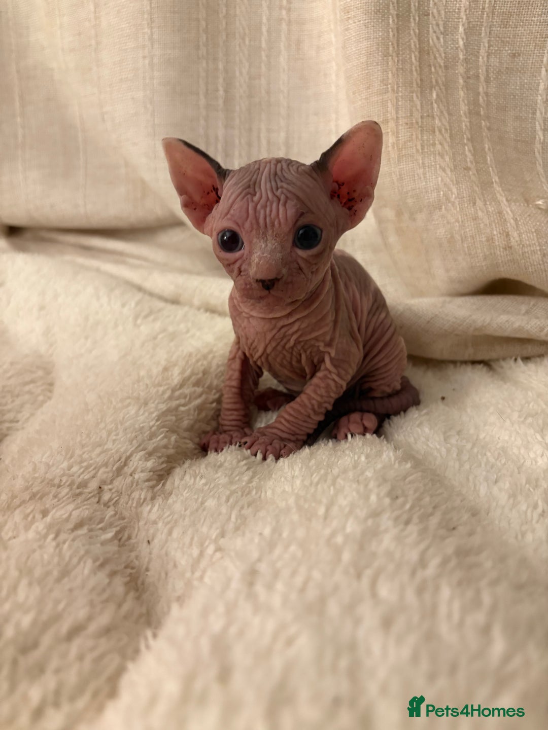 Sphynx cats for sale: Two beautiful male Sphynx kittens  - Advert 11