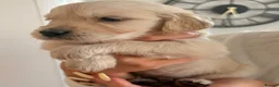 Golden Retriever dogs for sale: Beautiful golden retriever puppies - Advert 18