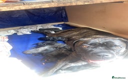 Cane Corso dogs for sale: Cane Corso puppies  - Image 5