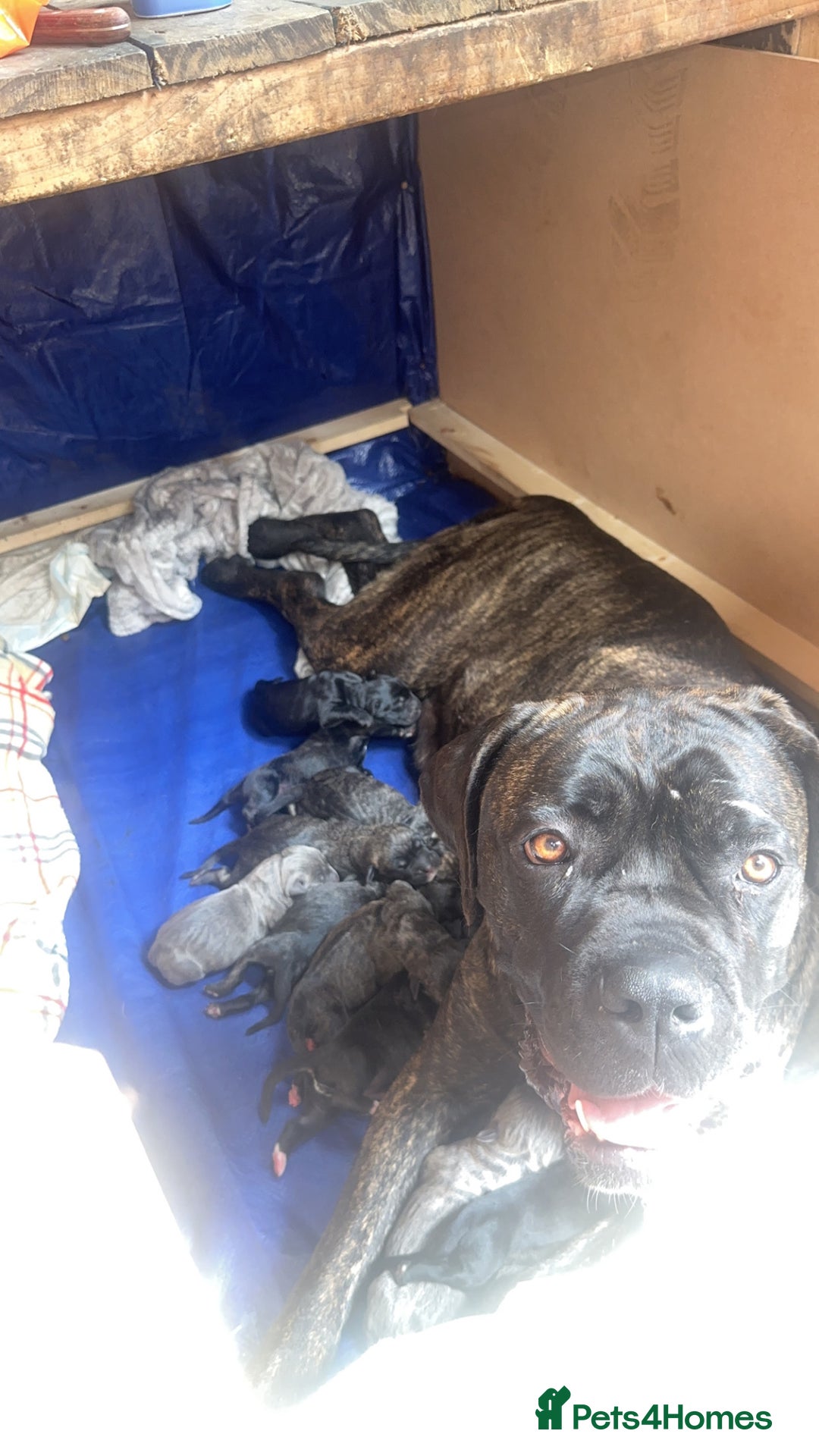 Cane Corso dogs for sale: Cane Corso puppies  - Image 5