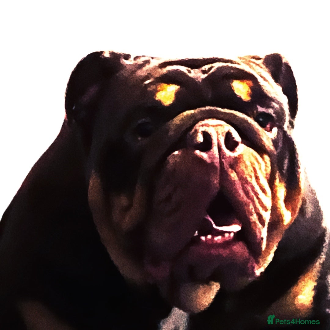 English Bulldog dogs for sale: English Bulldog Pair for Breeding - Image 13