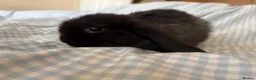 Mini Lop rabbits for sale: Beautiful mini lops for sale - Advert 5