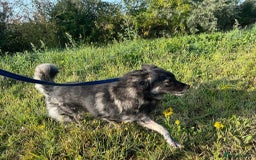 Mixed Breed dogs for adoption: Roberto - Norwich Norfolk  - Image 11
