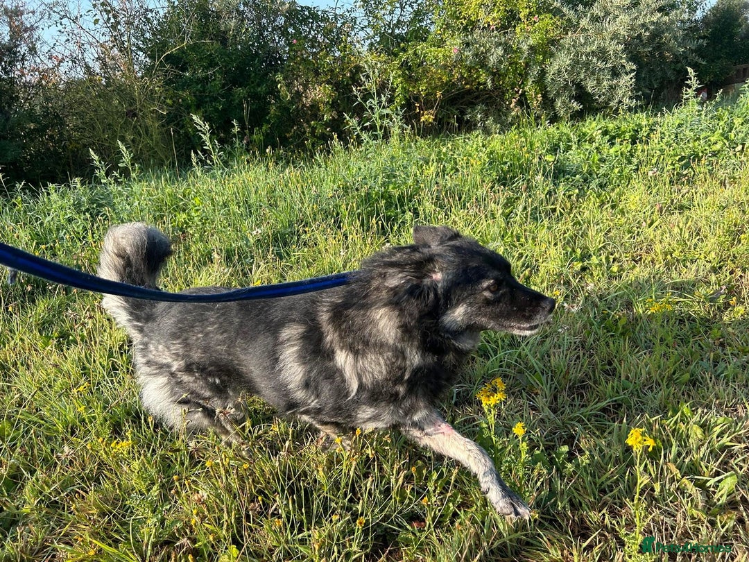 Mixed Breed dogs for adoption: Roberto - Norwich Norfolk  - Image 11