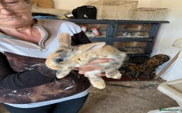 Mixed Breed rabbits for sale: Bunnies available - Image 4