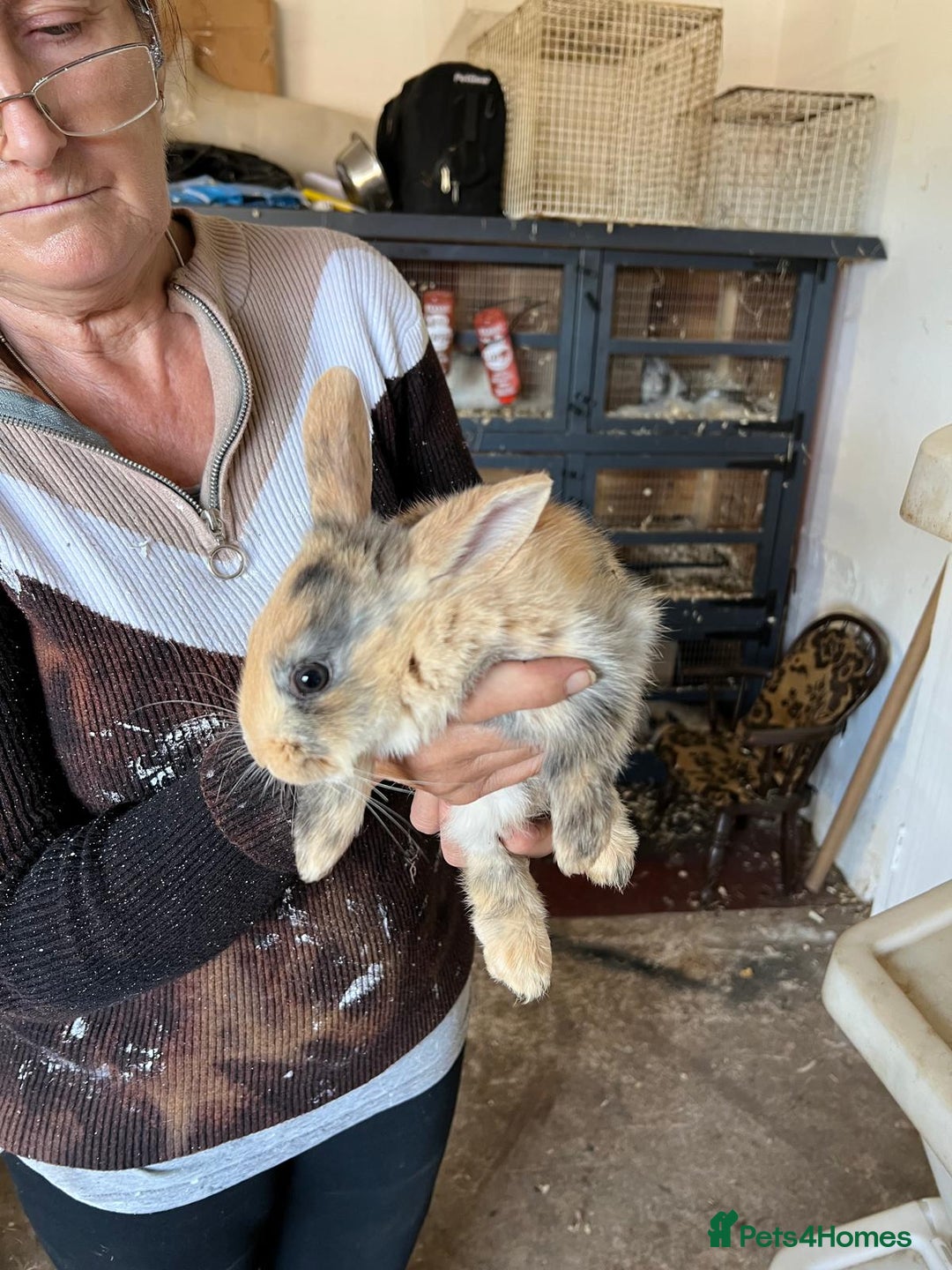 Mixed Breed rabbits for sale: Bunnies available - Image 4