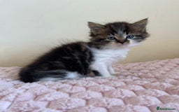 Maine Coon cats for sale: Maine Coon Cross Kittens  - Image 15