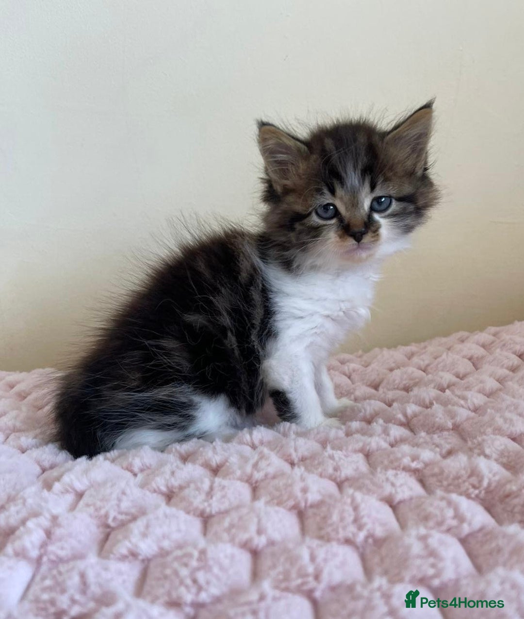 Maine Coon cats for sale: Maine Coon Cross Kittens  - Image 15