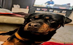 Rottweiler dogs for sale: Stunning Rottweiler pups  - Image 4