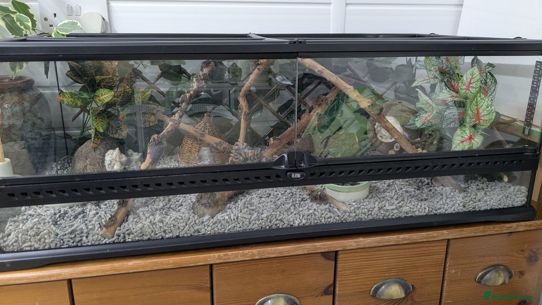 Mouse rodents for sale: African Pygmy Dormice  - Advert 10