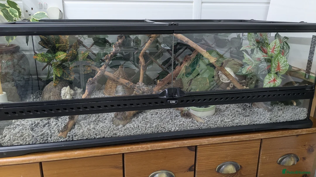 Mouse rodents for sale: African Pygmy Dormice  - Advert 10