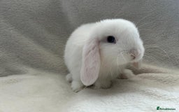 Mini Lop rabbits for sale: Two Female Mini Lops - Image 4