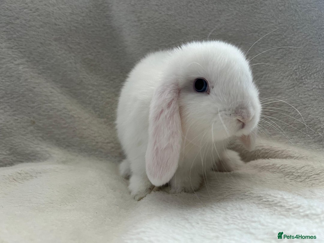 Mini Lop rabbits for sale: Two Female Mini Lops - Image 4